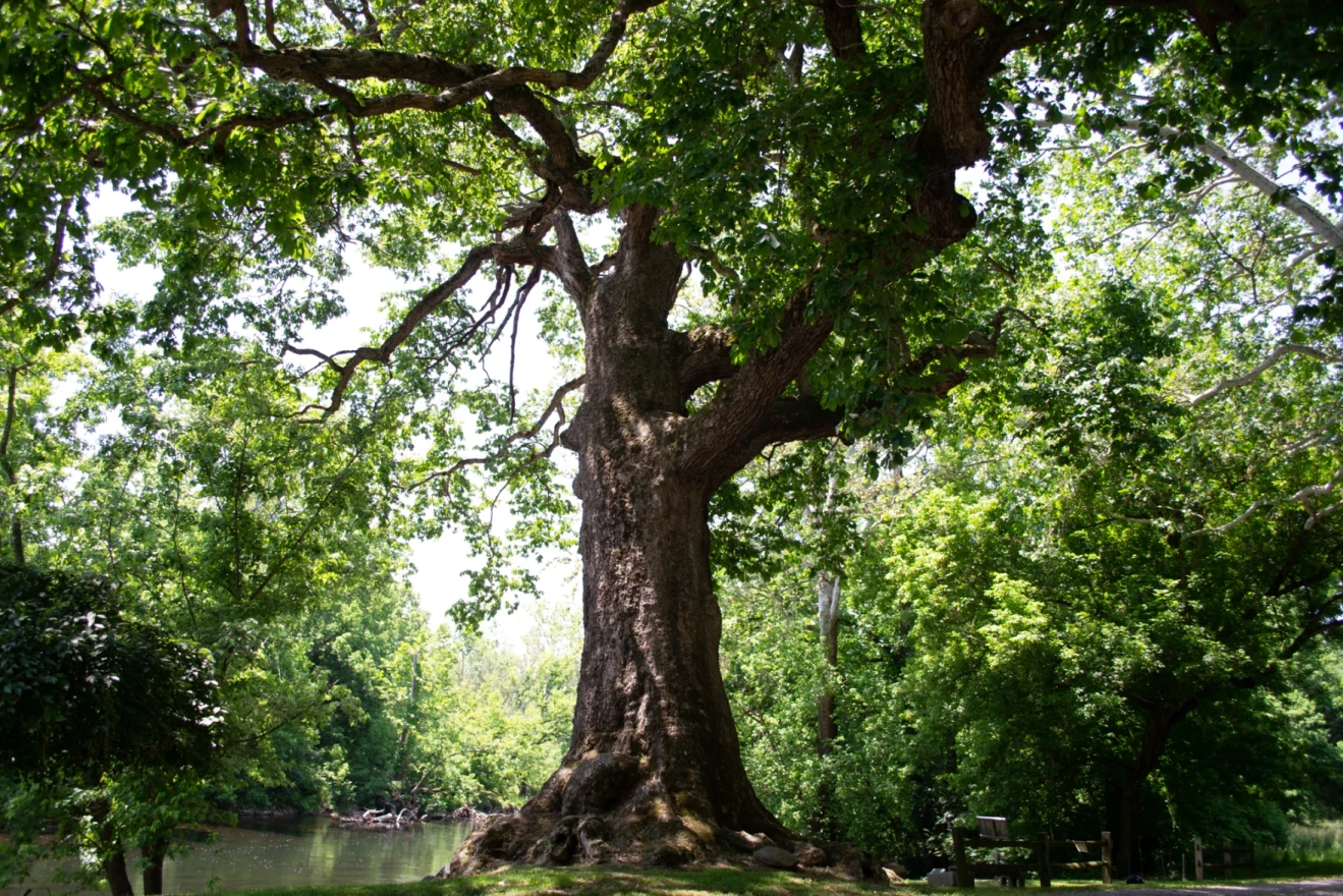 A large Chinkapin oak stands tall next to the Shenandoah River.